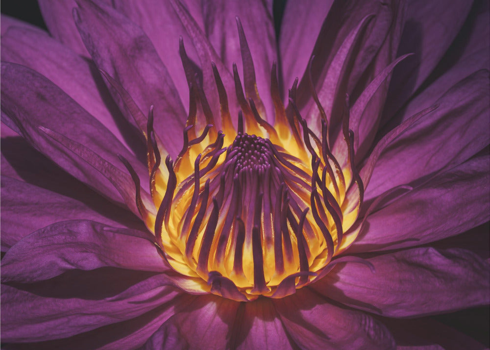 Radiant Purple Lotus – Fototapet med purpurfärgad lotus i makro