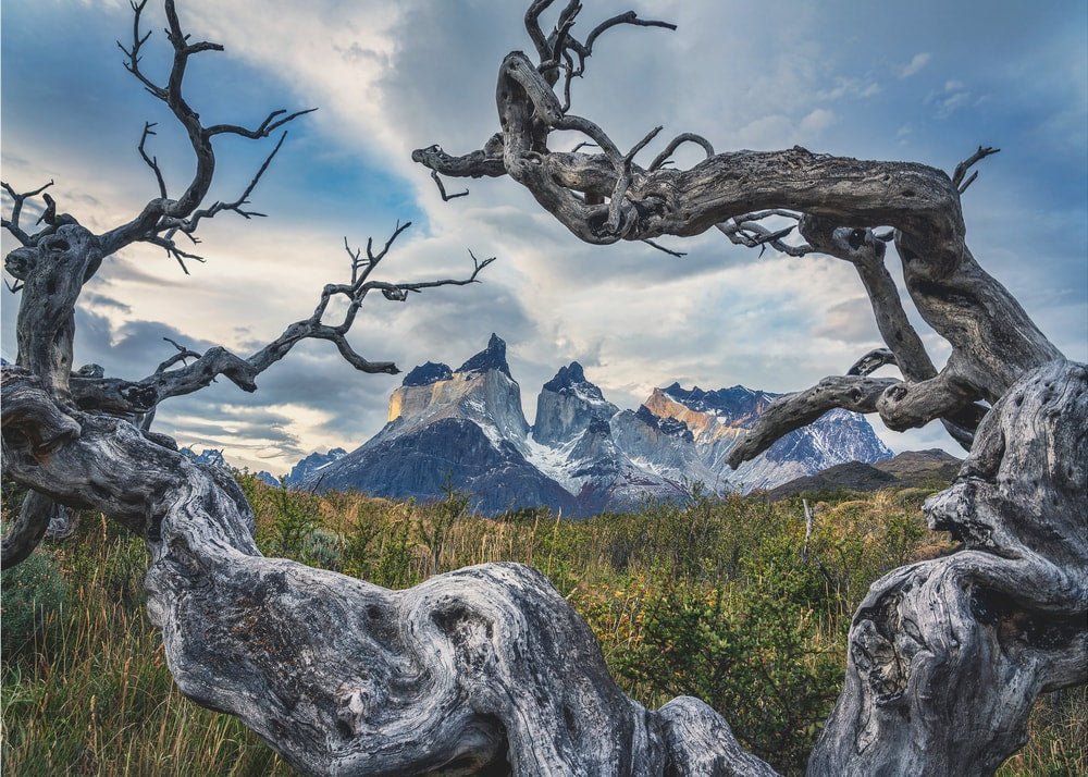 Twisted Trees Patagonia