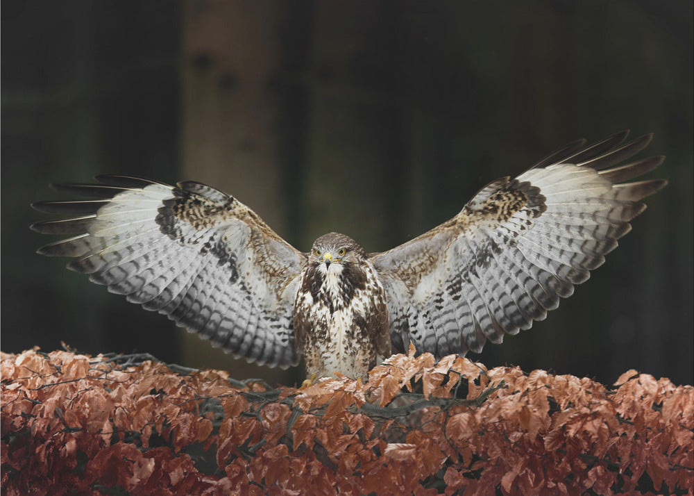 Buzzard in Full Glory