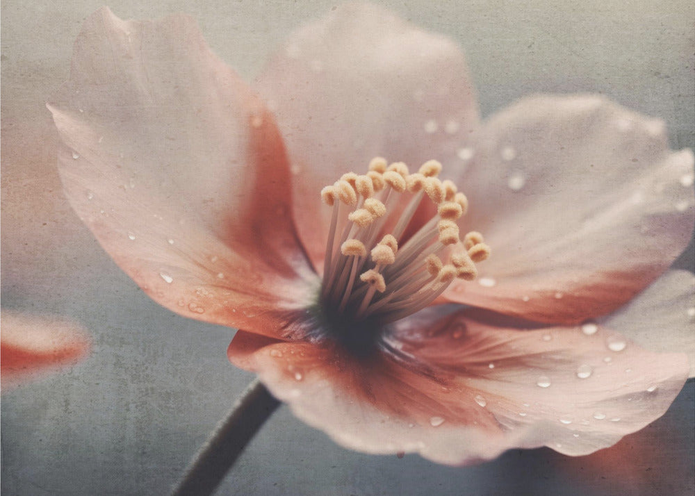 Soft Pink Beauty - Botanisk elegans