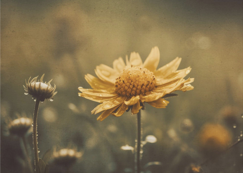 Yellow Field Flower - Vackert fototapet med gul blomma och naturens skönhet