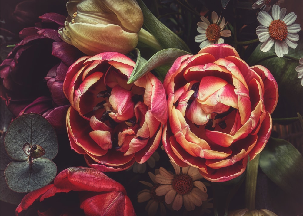 Rich Red Tulips