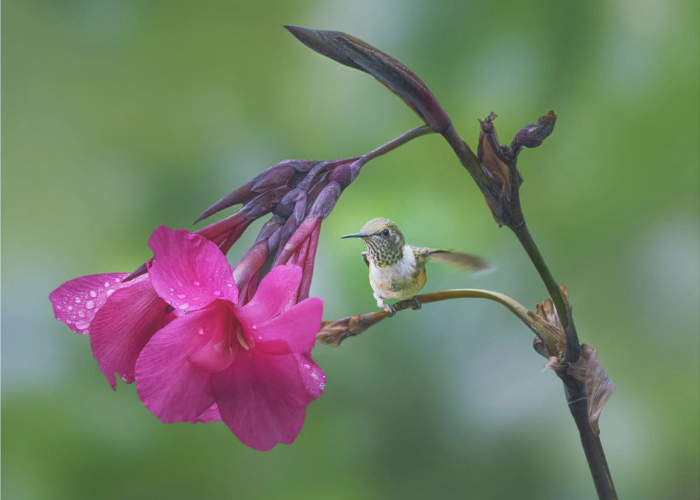 Fresh Start – Kolibri bland rosa blommor fototapet