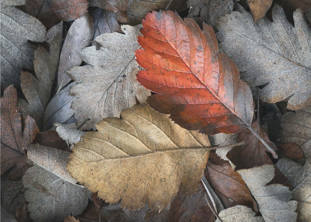 Vibrant Autumn Leaves