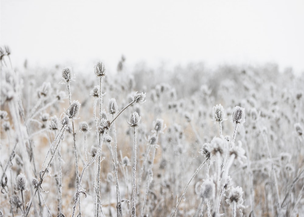 Winter Field 5