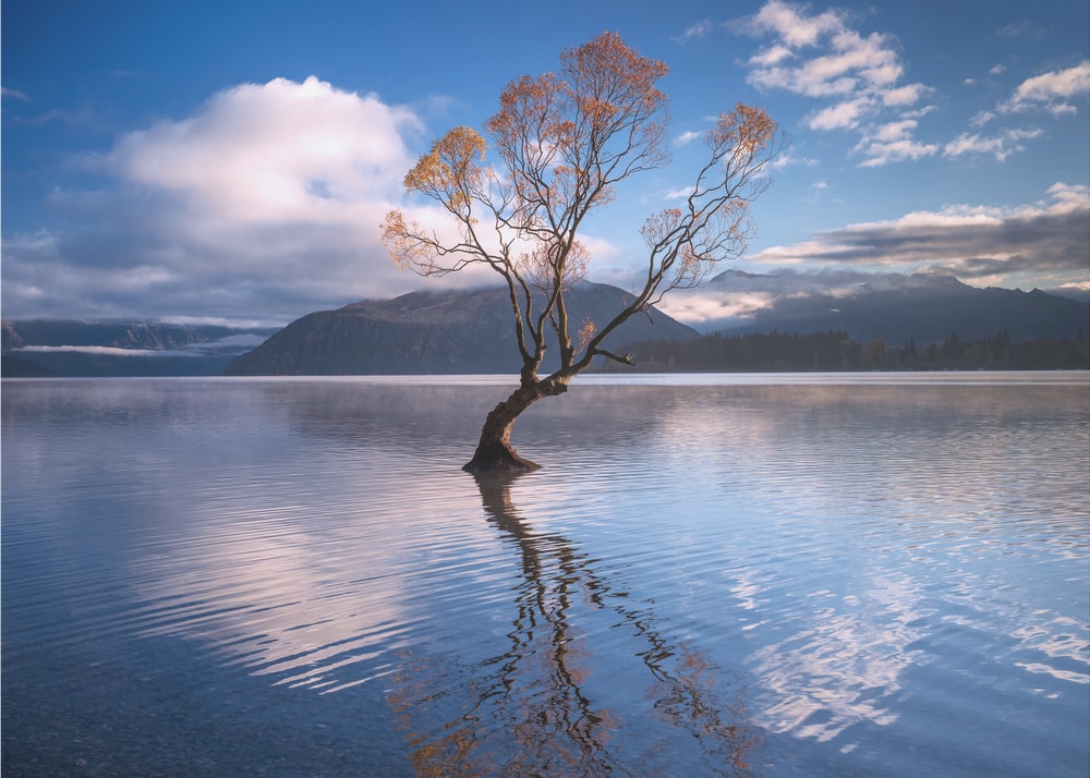 Lone Tree Reflection