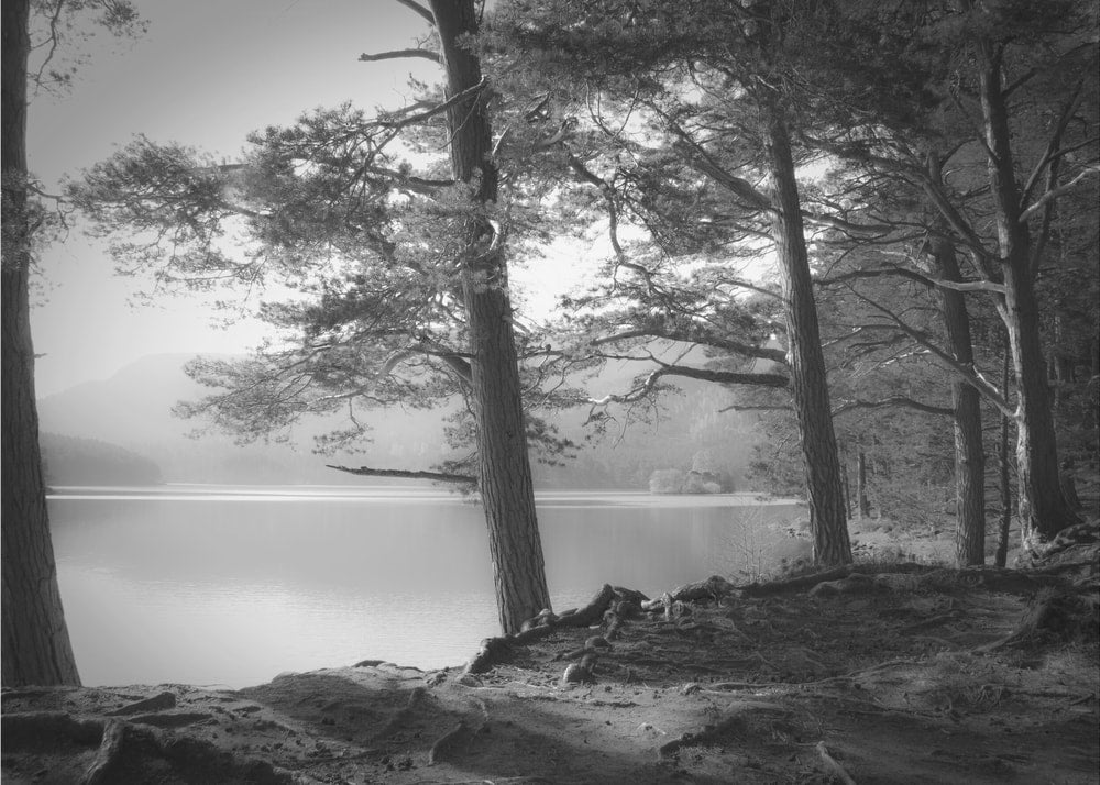 Misty Lakeside Pines