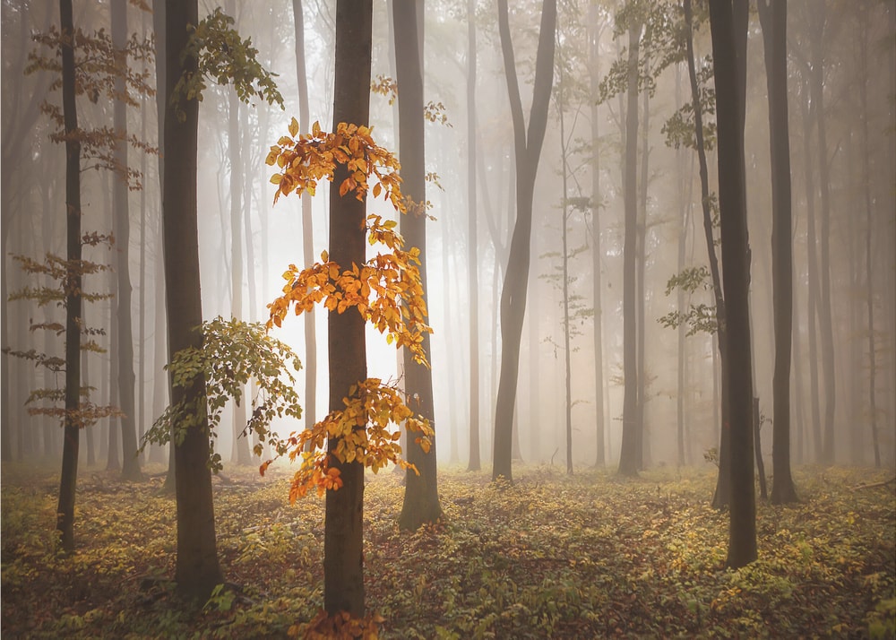 Misty Autumn Forest