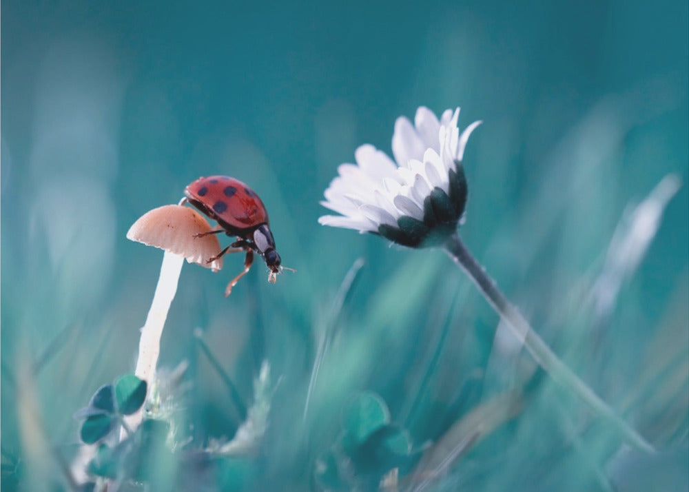 The story of the lady bug that tries to convice the mushroom to have a date with the beautiful daisy