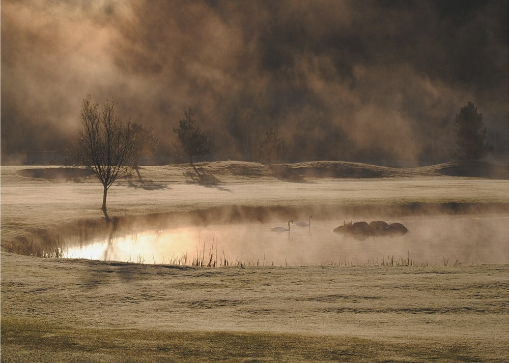 Misty Morning Swans