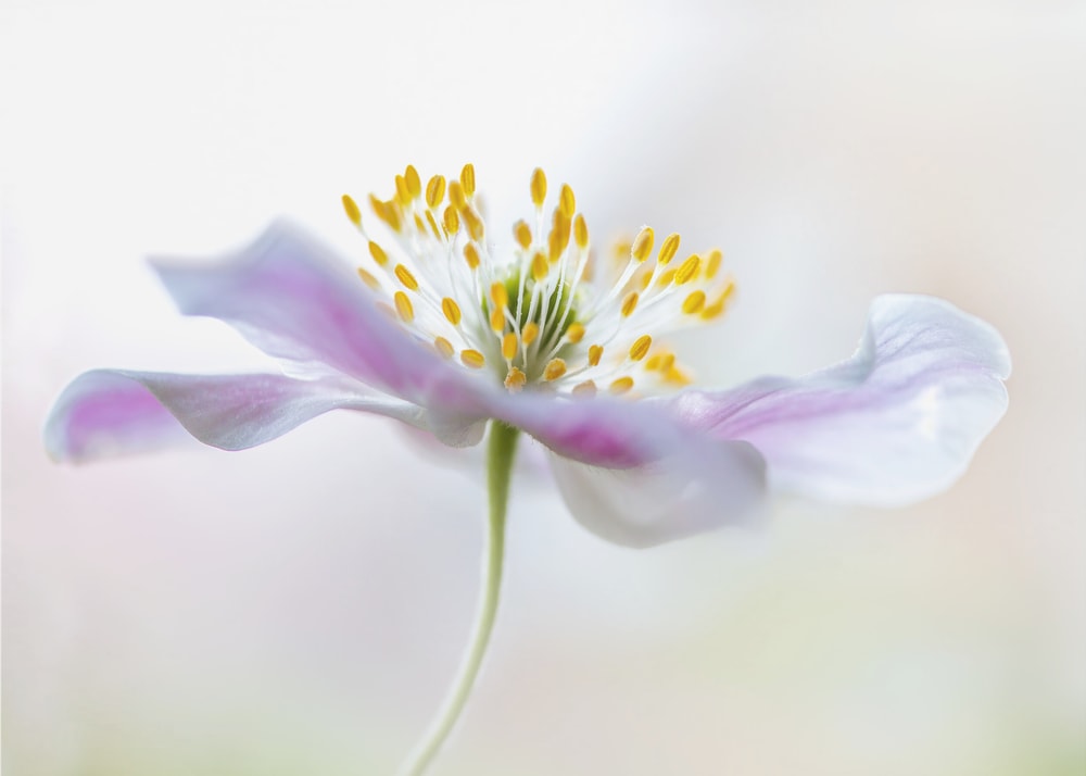 Wood Anemone