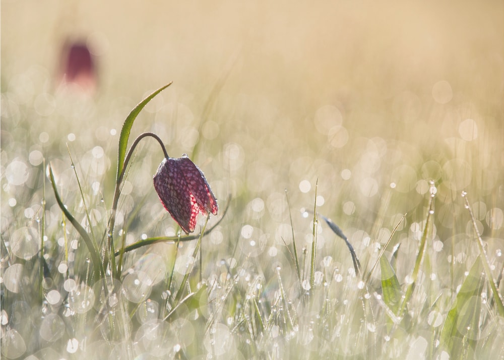 Dewy Morning Fritillary