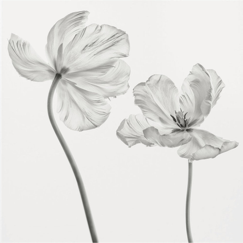 Graceful Monochrome Tulips