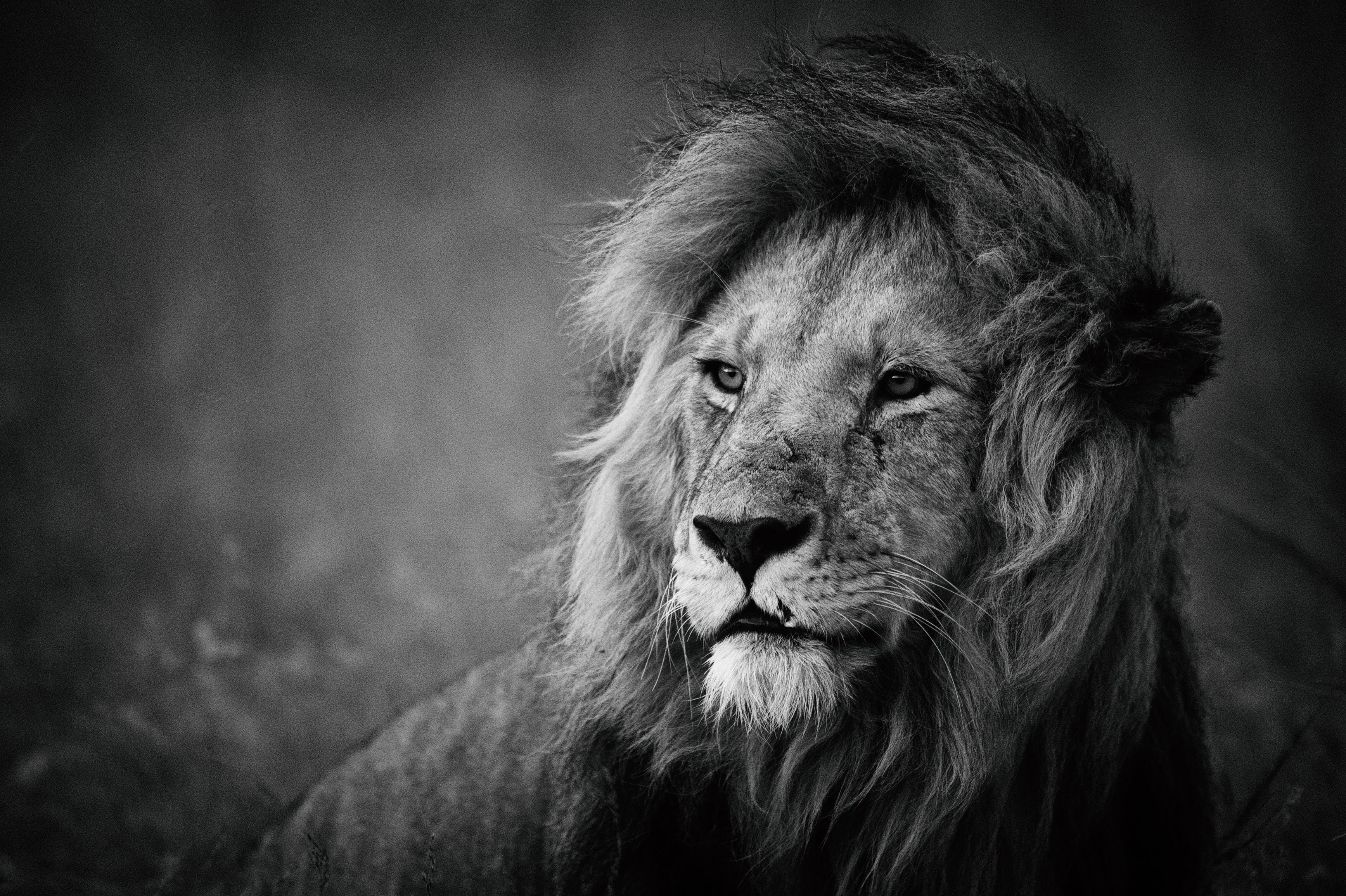 Majestätisk Lejonhane / Lion Wall Mural