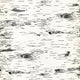 Birch – the quiet beauty of birch in your home – bark wallpaper