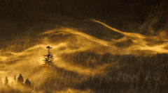 Wall mural Solitary – fototapet med unikt motiv som skapar en inspirerande fondvägg