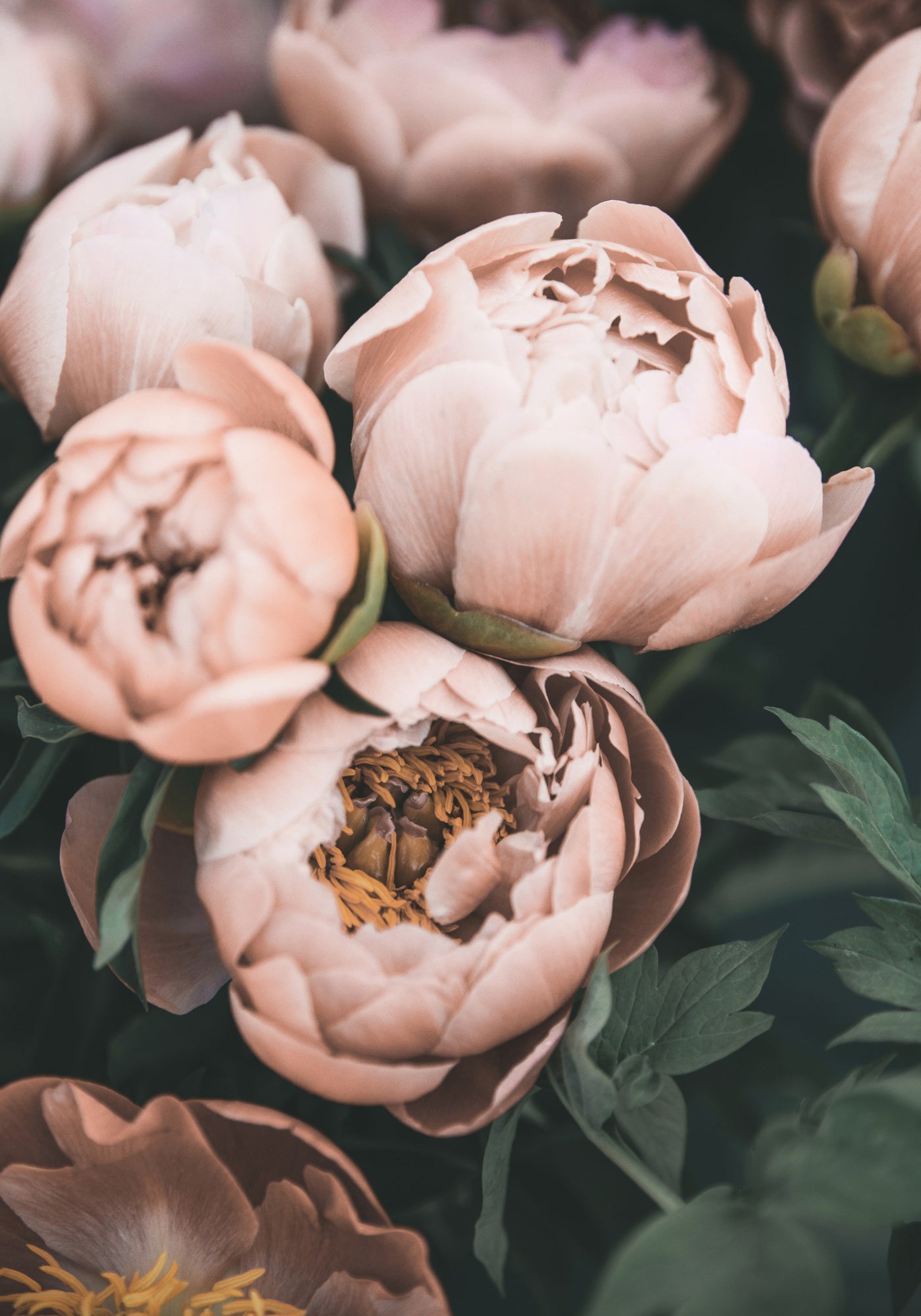 Coral Peonies