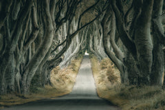 Wall mural Irish Hedges – fototapet med unikt motiv som skapar en inspirerande fondvägg