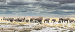 Wall mural The March for Survival – fototapet med unikt motiv som skapar en inspirerande fondvägg