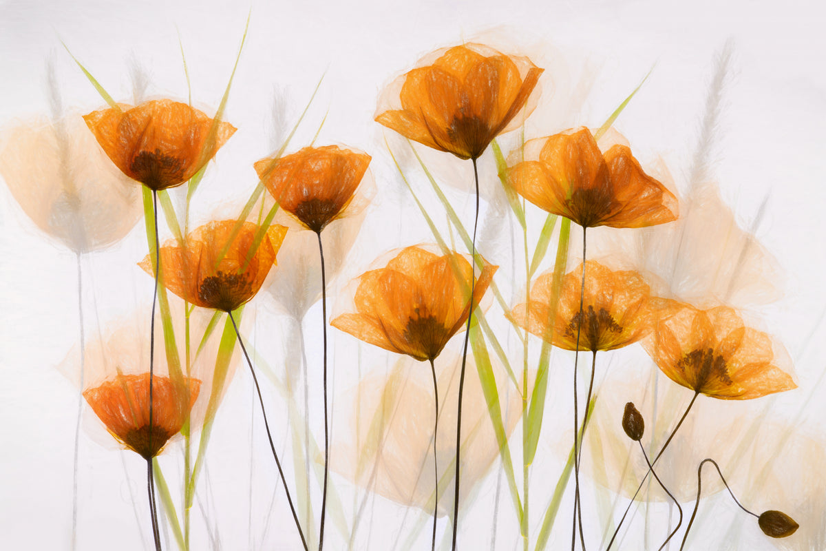 Poppy Art