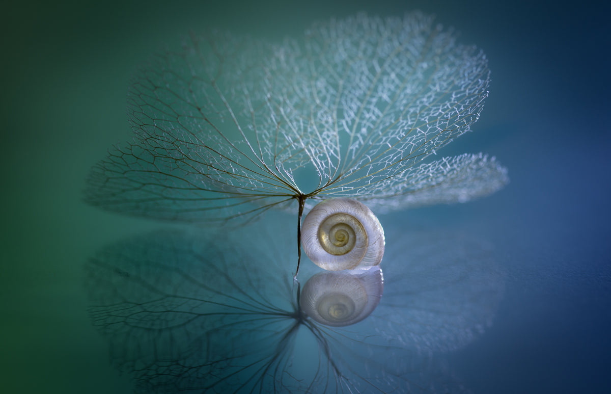 Snail