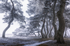 Wall mural Hoarfrost on the tree – fototapet med unikt motiv som skapar en inspirerande fondvägg
