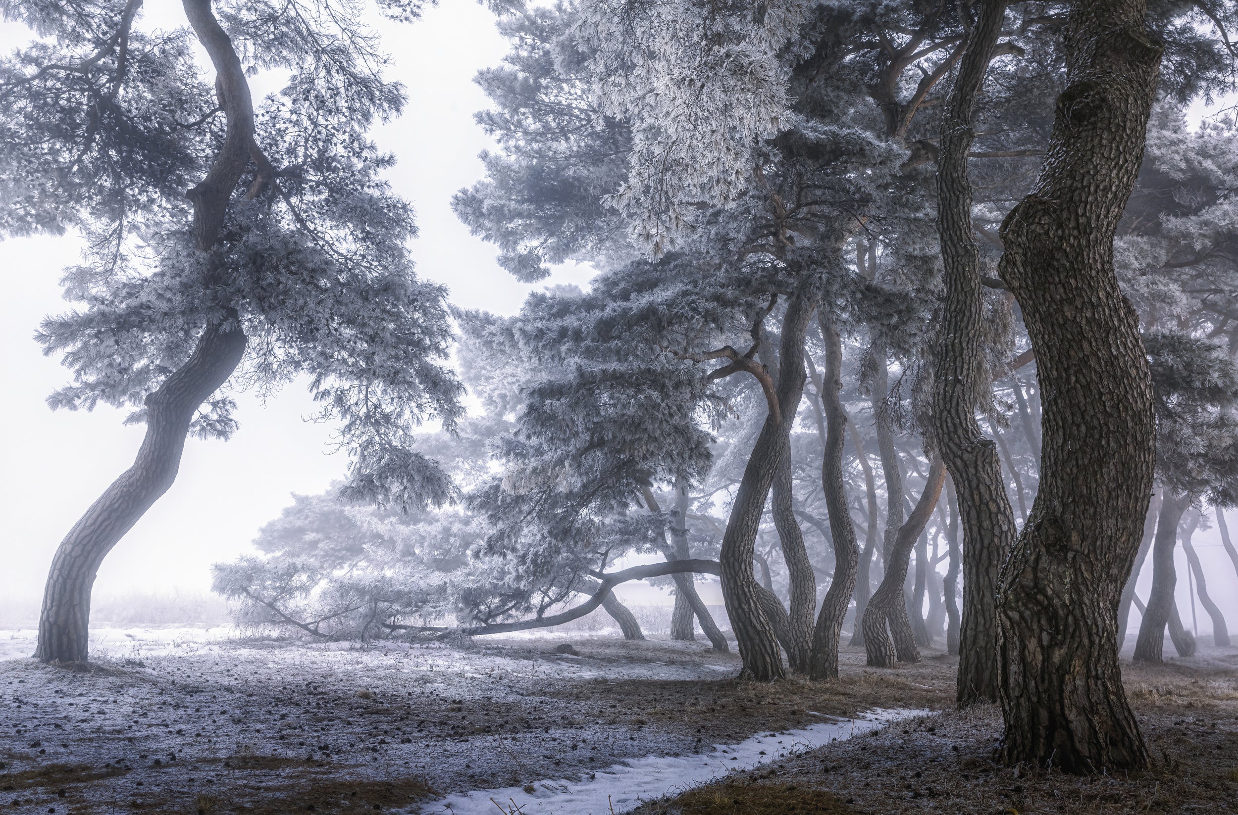 Hoarfrost on the tree