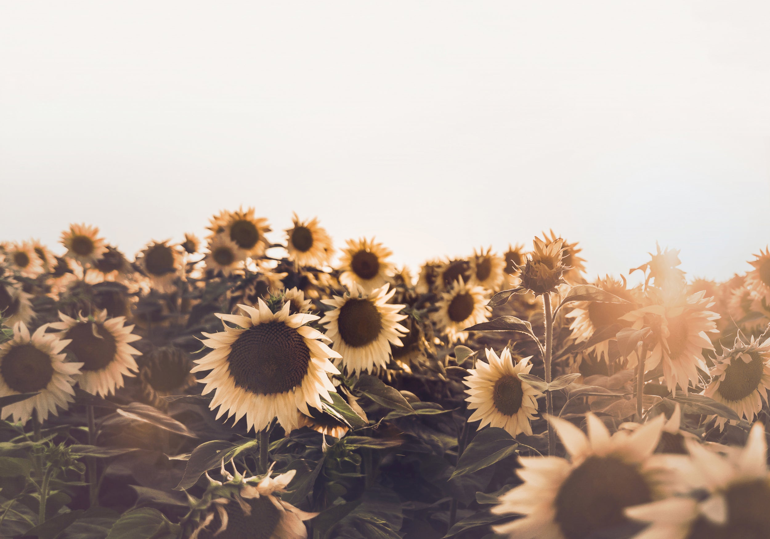 Sunflowers