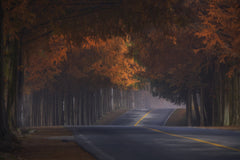 Wall mural Morning of Nov – fototapet med unikt motiv som skapar en inspirerande fondvägg