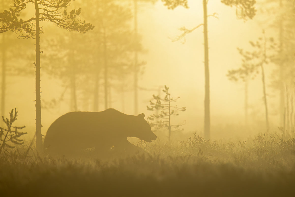 Tidlig morgen
