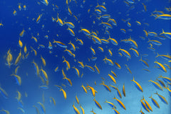 Wall mural FiSh FrEnZy – fototapet med unikt motiv som skapar en inspirerande fondvägg