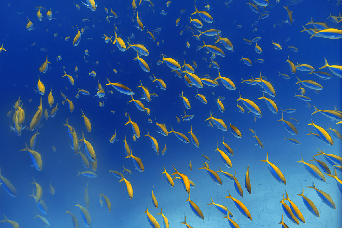 Fish Frenzy