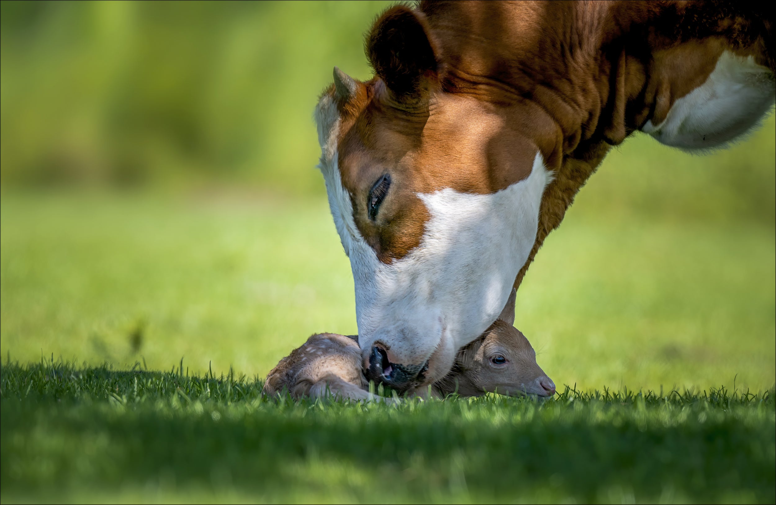 cow deer love