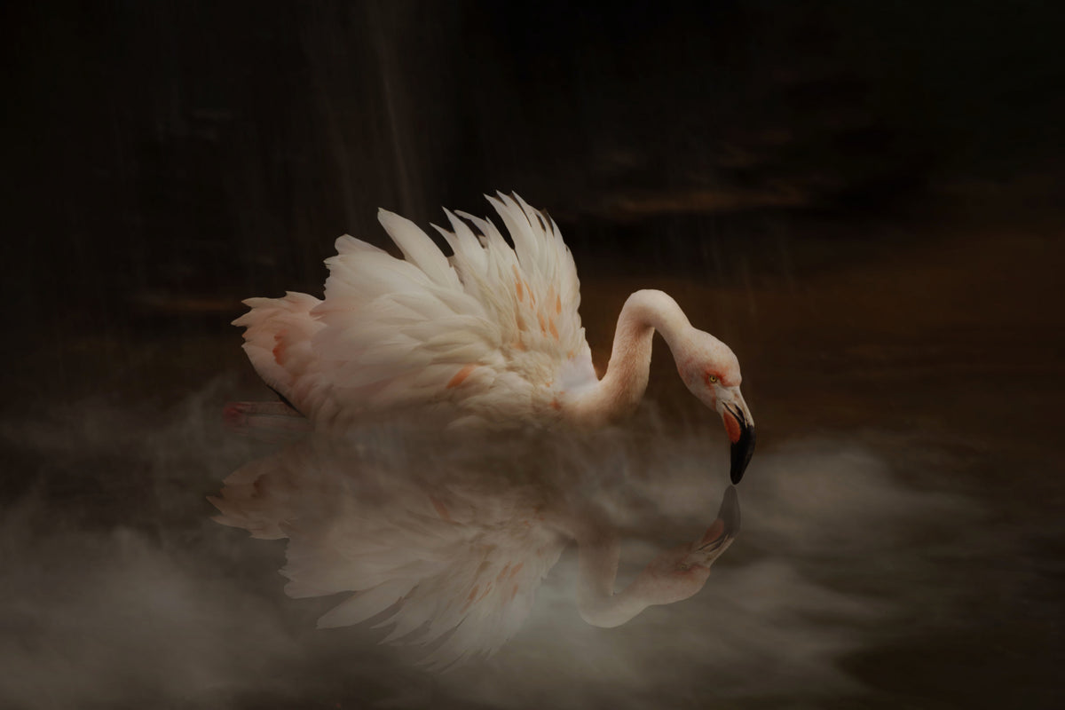 Flamingo's paradis