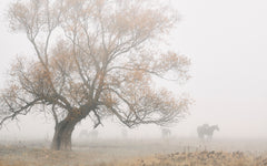 Wall mural Lost in the fog – fototapet med unikt motiv som skapar en inspirerande fondvägg
