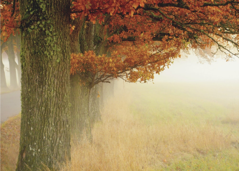 Misty Autumn Trees