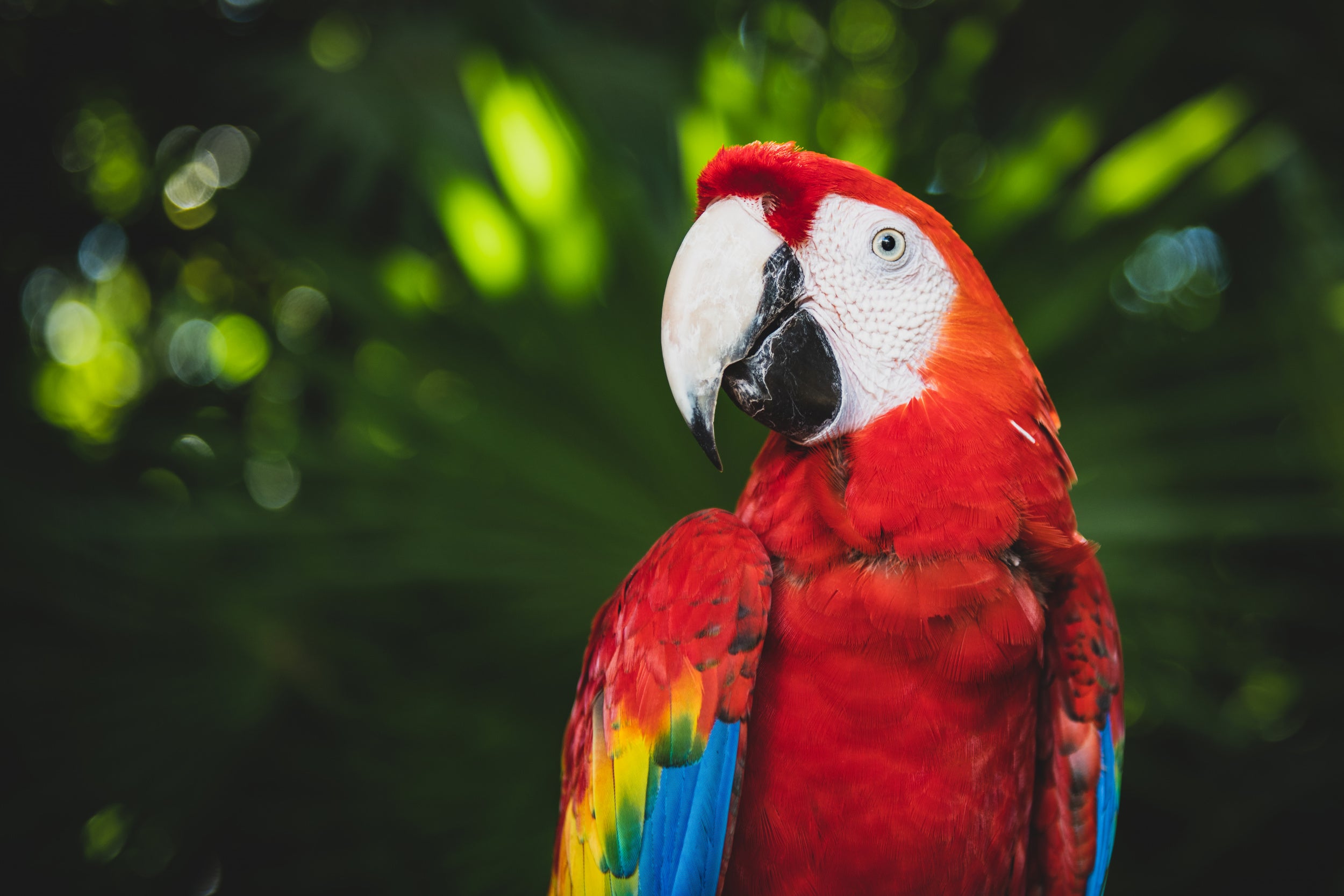 Colorful Parrot