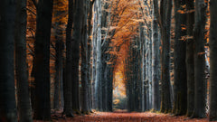 Wall mural Autumn avenue – fototapet med unikt motiv som skapar en inspirerande fondvägg