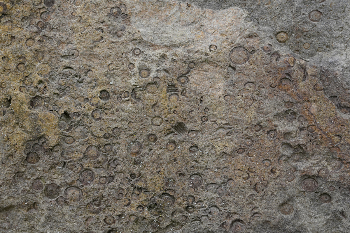 Tex Surface S27