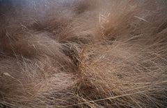 Wall mural Grass – fototapet med unikt motiv som skapar en inspirerande fondvägg