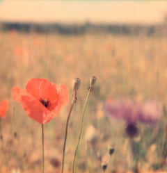 Reval Wallpaper Poppy – kvalitetsprodukt för ett vackrare och mer hållbart hem