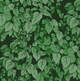 Jasmine - Green - Classic wallpaper with deep color and rustic charm