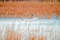 Wall mural Three white swans – fototapet med unikt motiv som skapar en inspirerande fondvägg
