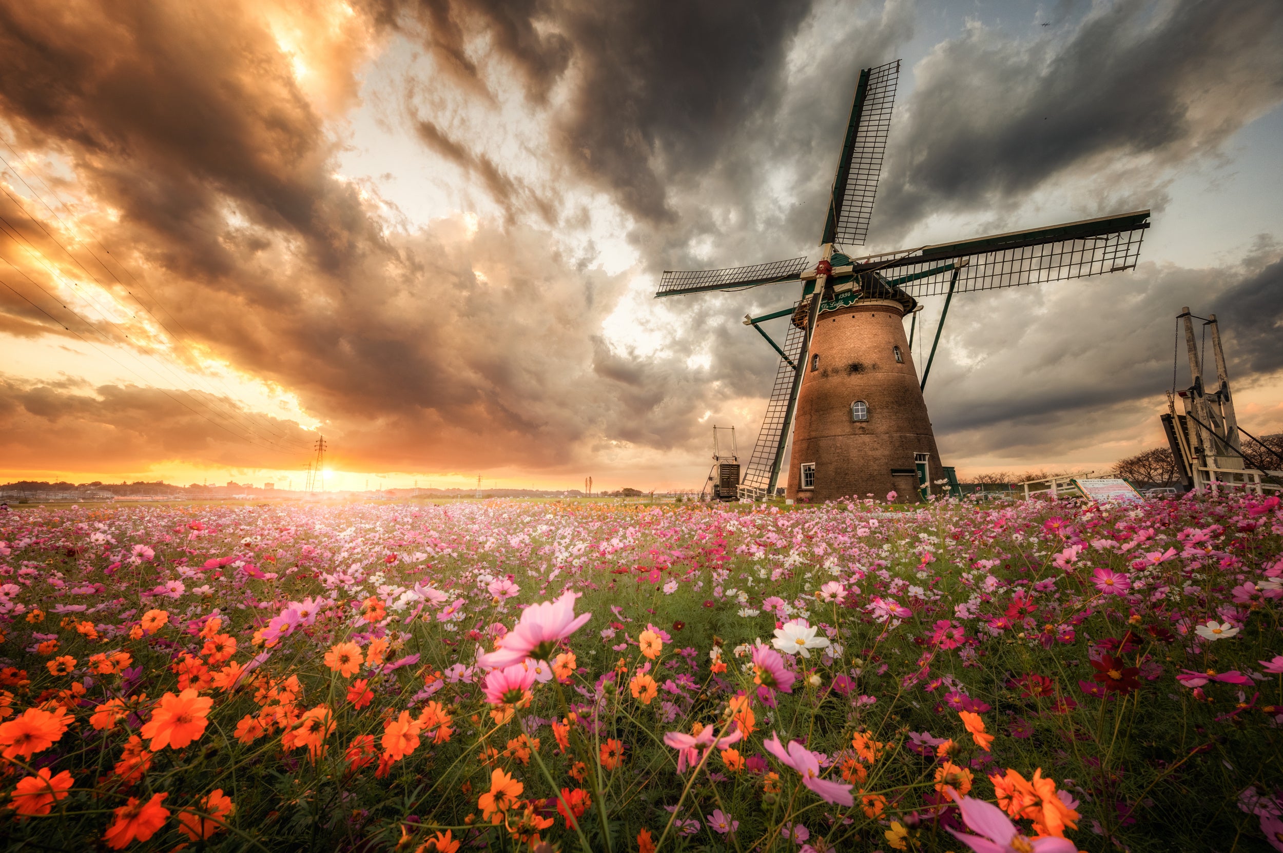 Magnificent flower world