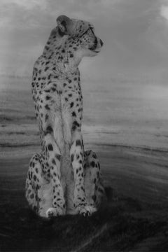 Wall mural Cheetah on the Watch – fototapet med unikt motiv som skapar en inspirerande fondvägg