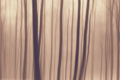 Wall mural Trees In Forest 9 – fototapet med unikt motiv som skapar en inspirerande fondvägg