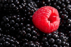 Wall mural Berry different – fototapet med unikt motiv som skapar en inspirerande fondvägg