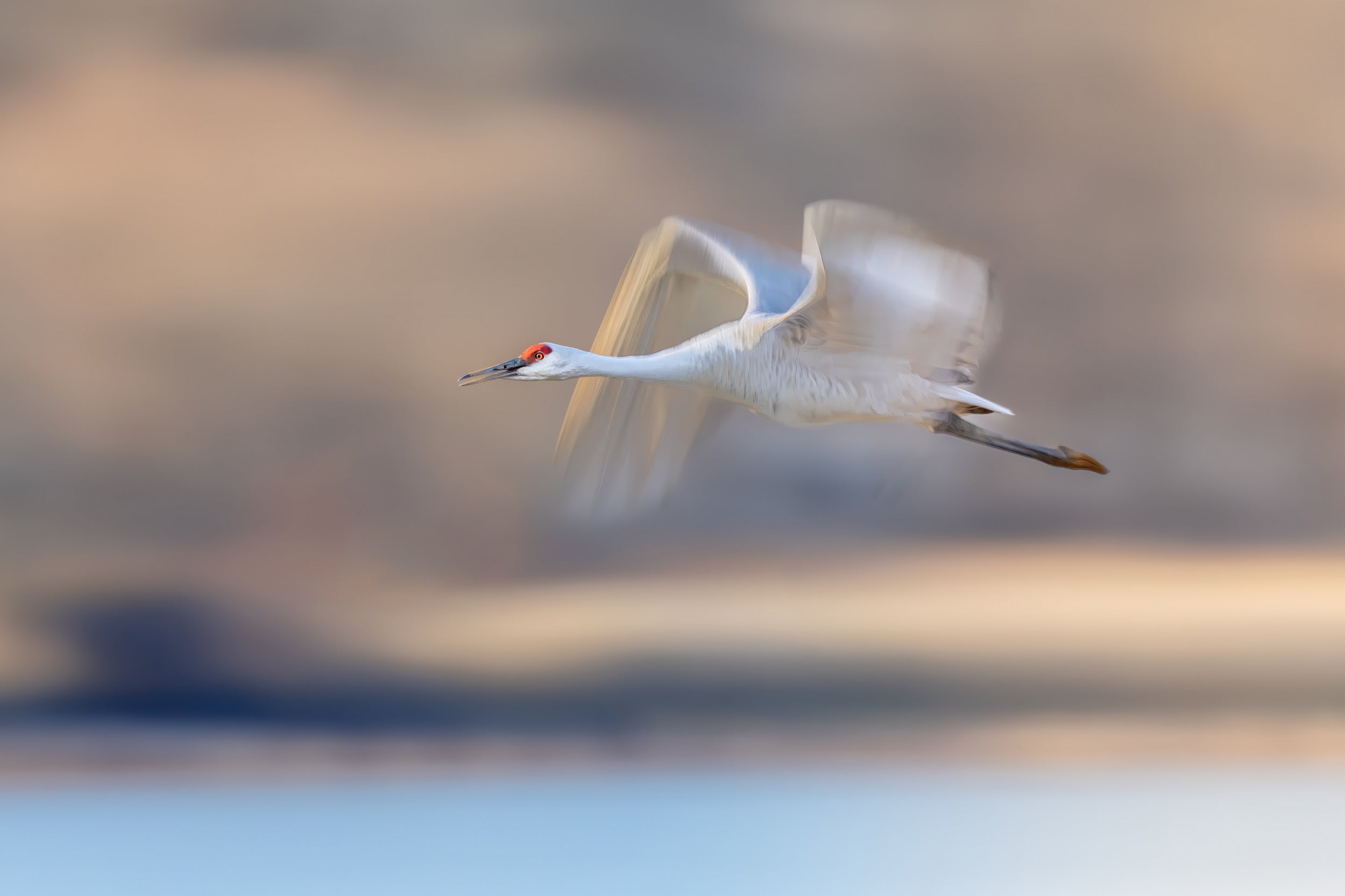 Crane Flying in Soft Light