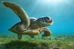 Wall mural Green turtle – fototapet med unikt motiv som skapar en inspirerande fondvägg