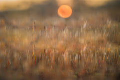 Wall mural sunrise among the rough hair moss – fototapet med unikt motiv som skapar en inspirerande fondvägg